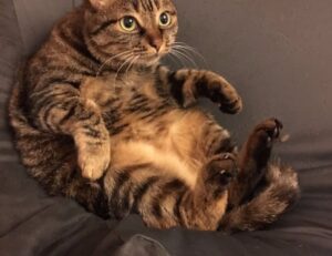 8tshare6a software download