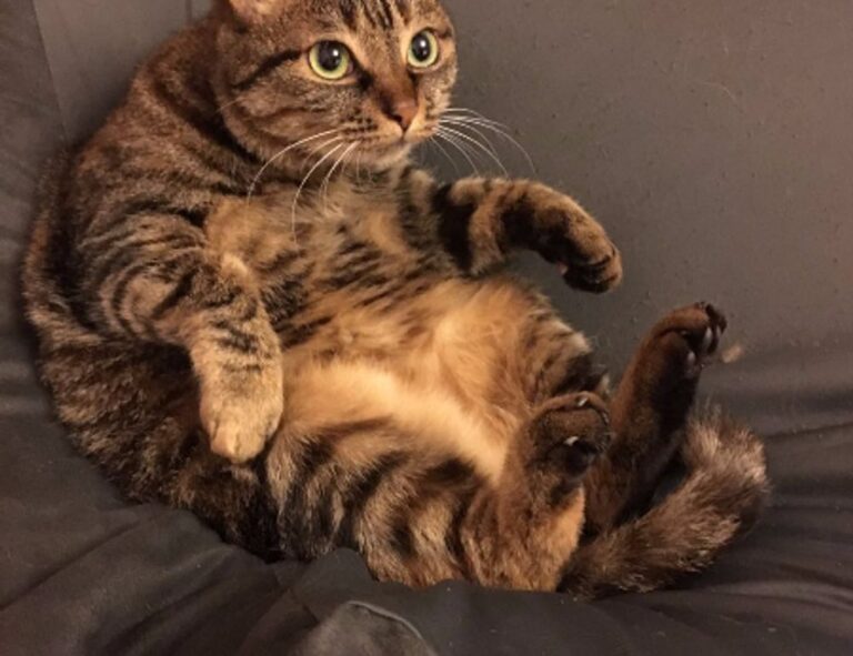 8tshare6a software download