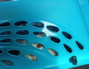 dowsstrike2045 python