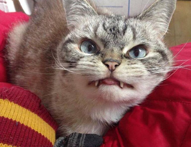 how to diagnose pavatalgia disease