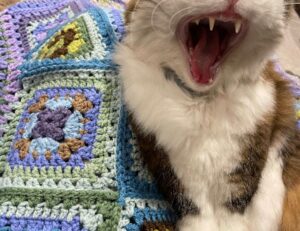 ingredients in vullkozvelex safe to use