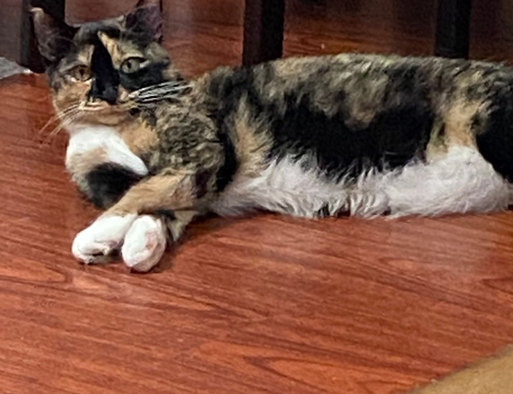 ingredients in wullkozvelex