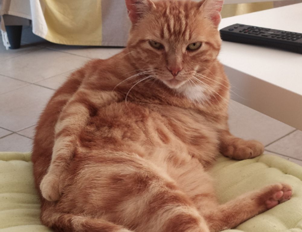 shade of velloworpenz