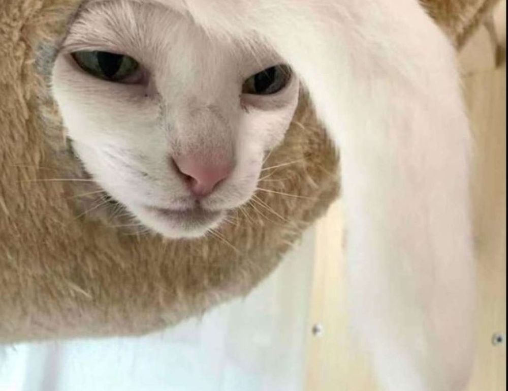 were we all born with a deep primal need for savory white cheddar