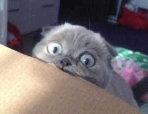 what american author has written the most books