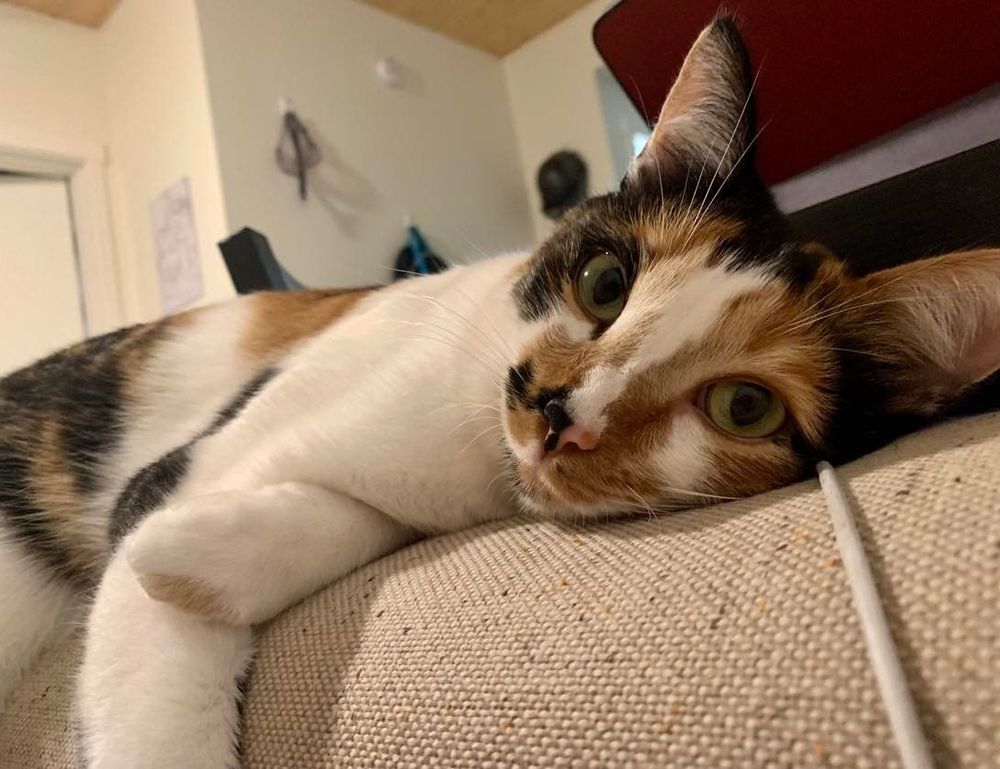 what appliances use gas in an apartment