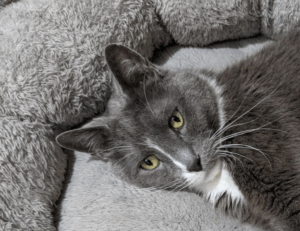 what are all of the percy jackson books