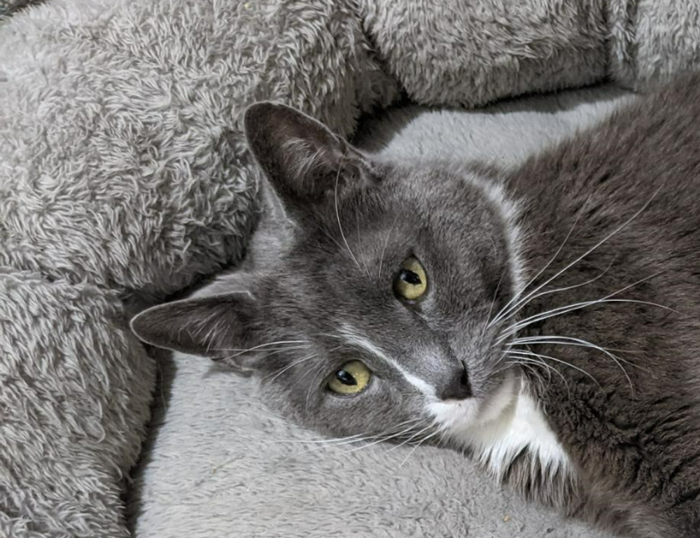 what are all of the percy jackson books