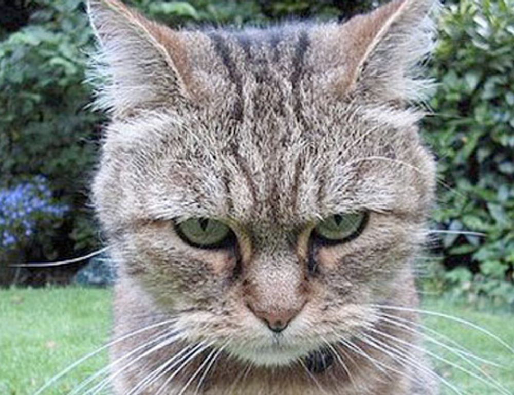 where is wacozumi sold