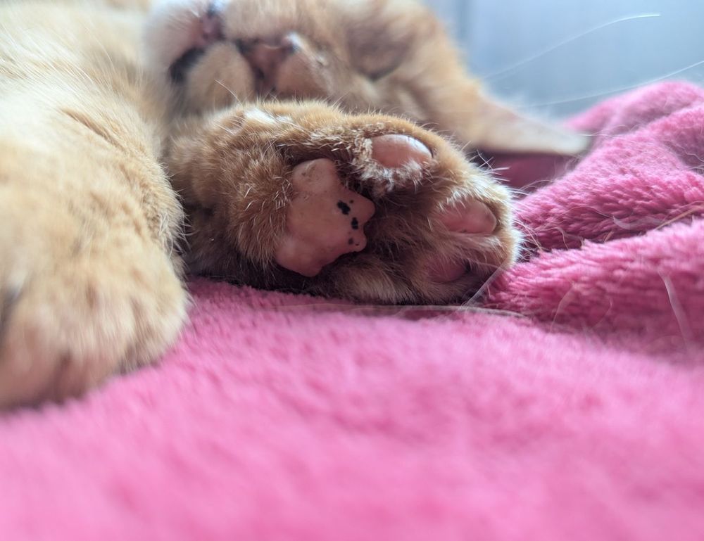 will an apartment complex deny you if you are just $300 short of the 3x the rent requirement?