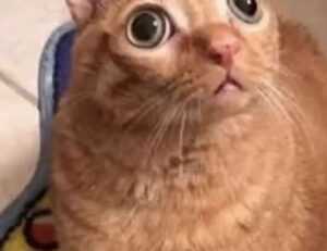 will an apartment complex deny you if you are just $300 short of the 3x the rent requirement