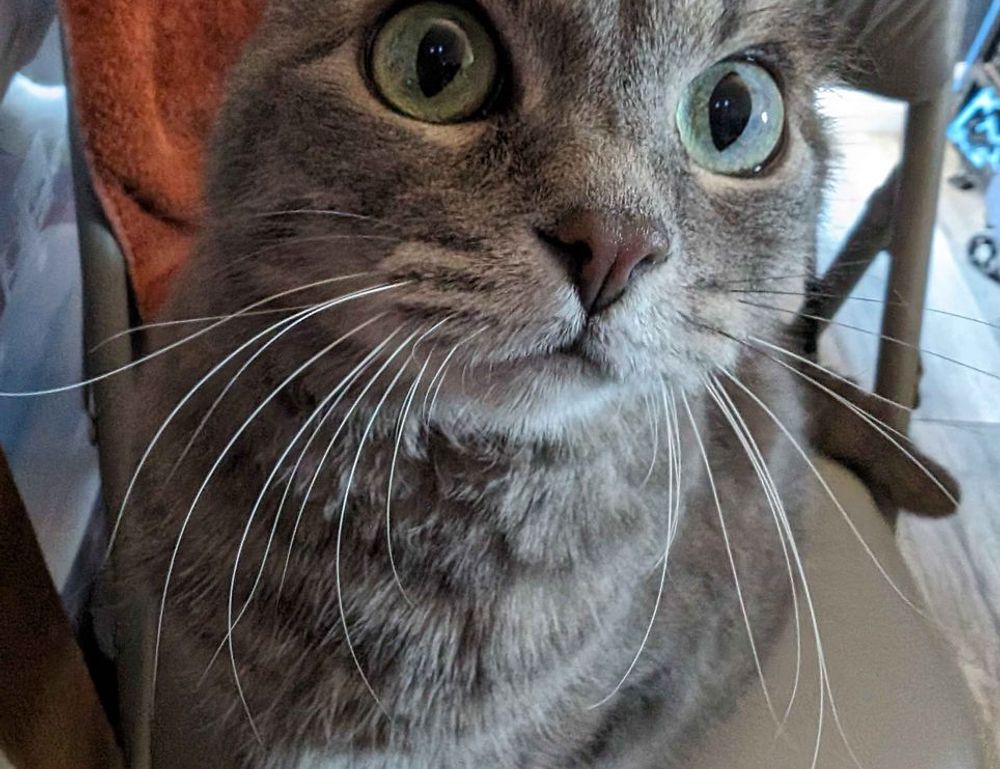 william sonoma check gift card balance