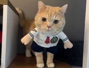 williams sonoma check gift card balance