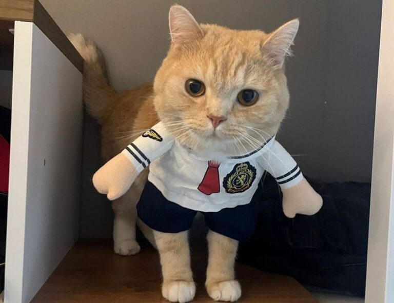 williams sonoma check gift card balance