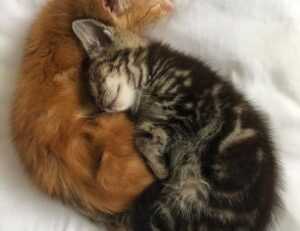 williams sonoma gift card balance check