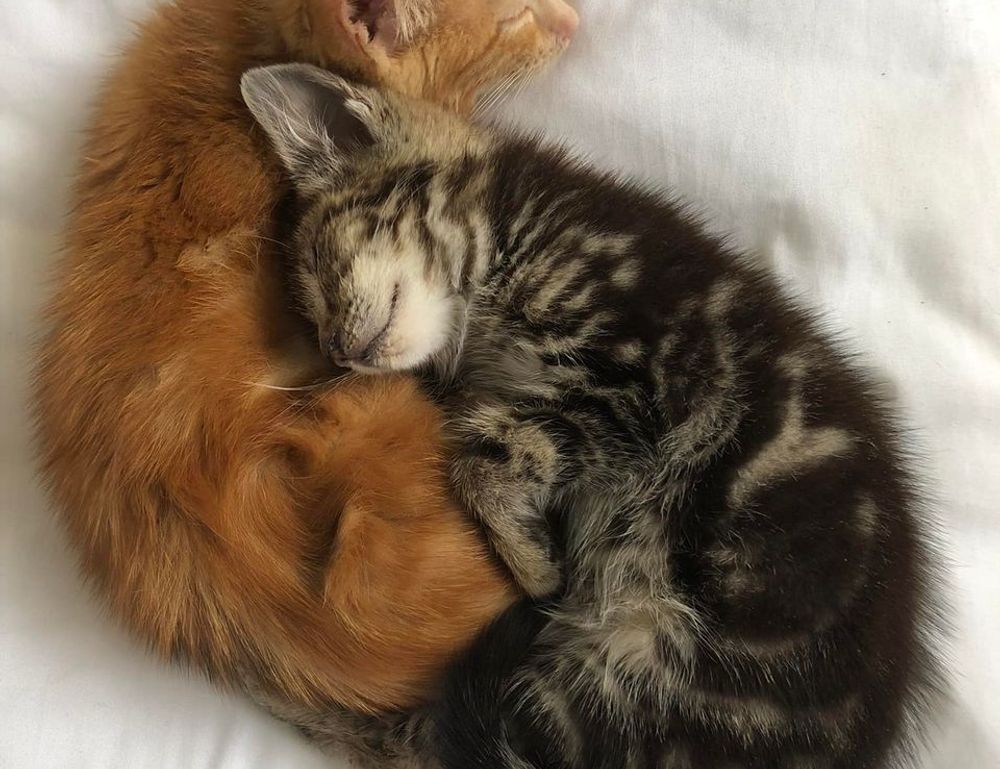 williams sonoma gift card balance check