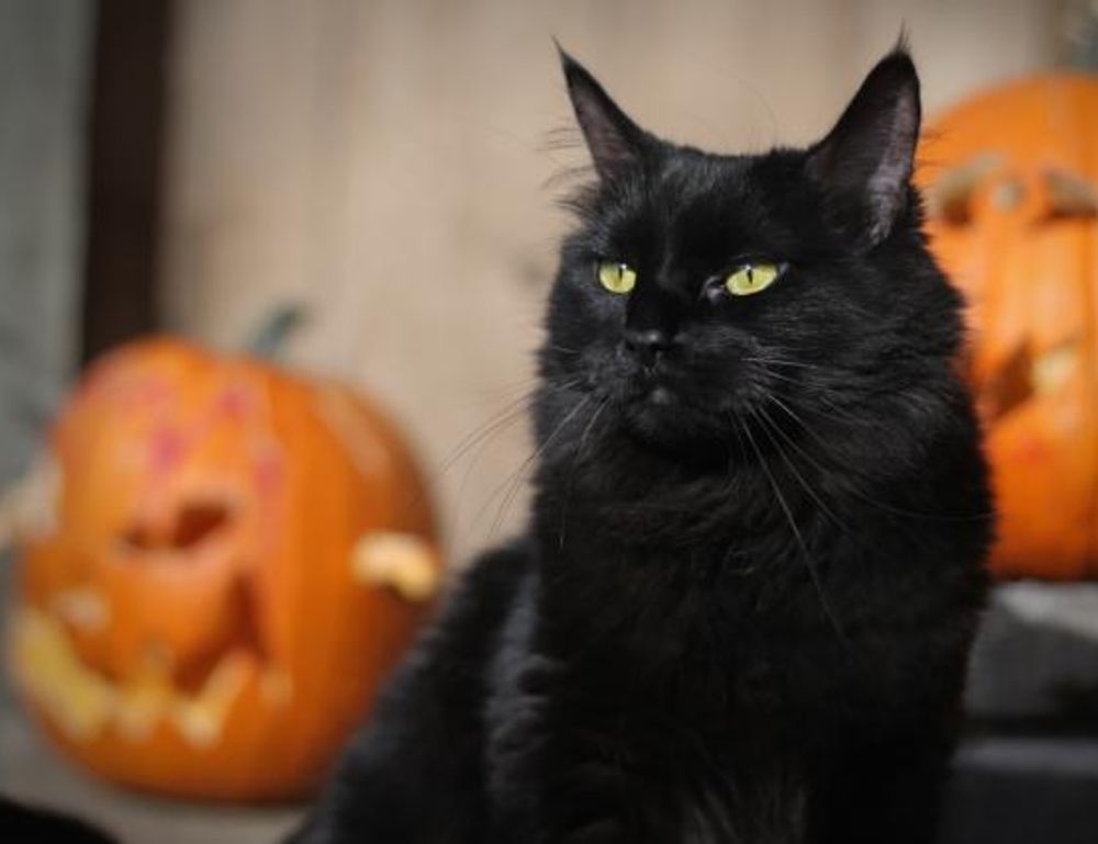 winqizmorzqux product