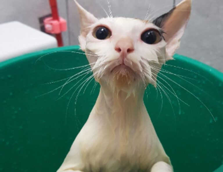 wispy bangs hairstyle for round face to look slim