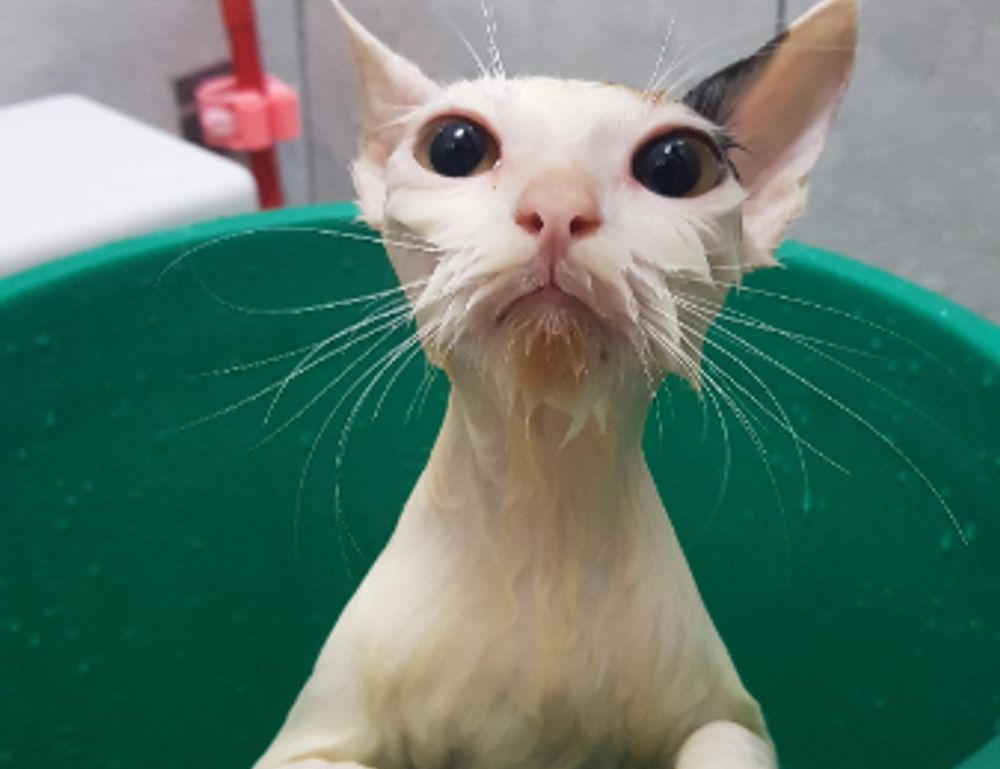 wispy bangs hairstyle for round face to look slim