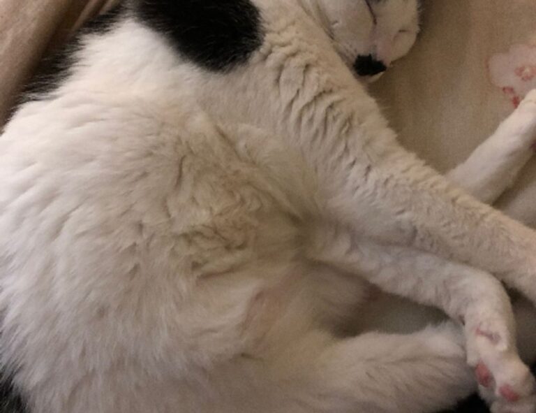 witch hazel on face side effects