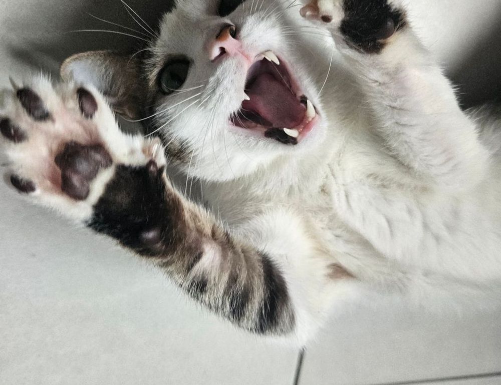 word for caring too much about others