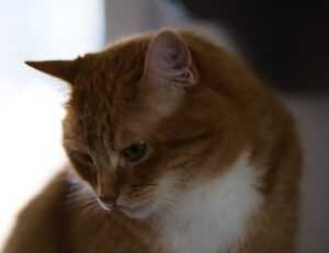 www mysubwaycard com gift card balance