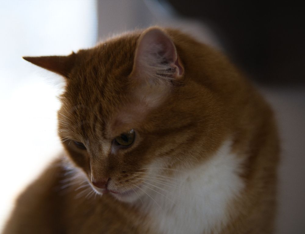 www mysubwaycard com gift card balance