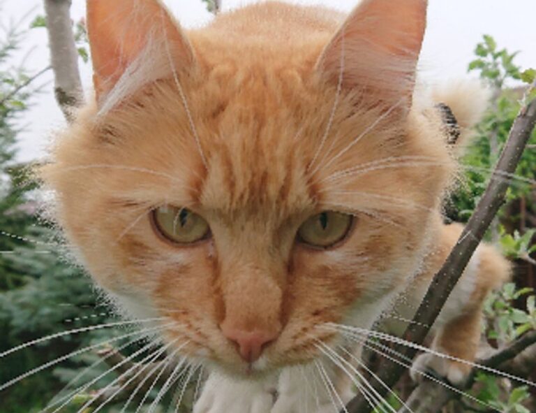 yamaha fs800 vs yamaha fg800 acoustic guitar specs