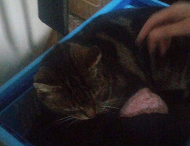 your call cannot be completed as the called party is busy