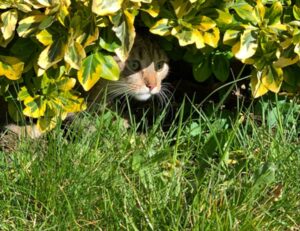 codes 8tshare6a python