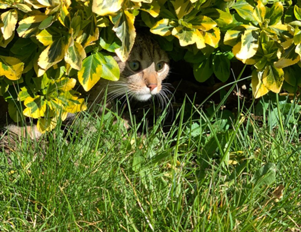 codes 8tshare6a python