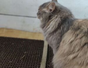 bavayllo mods new version