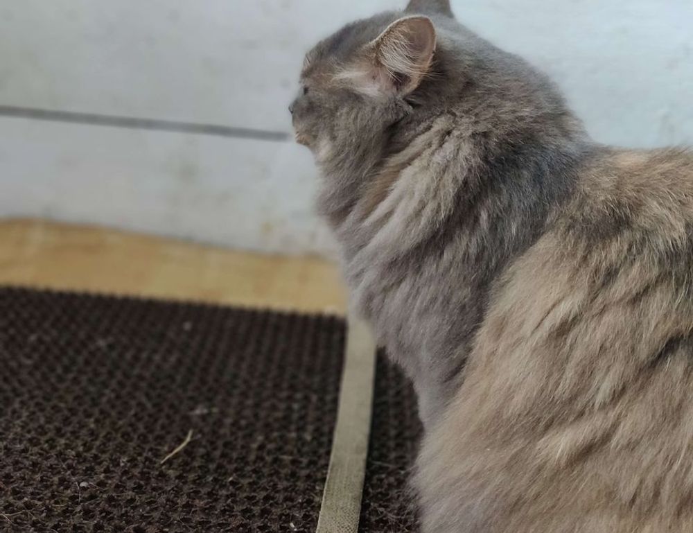 bavayllo mods new version