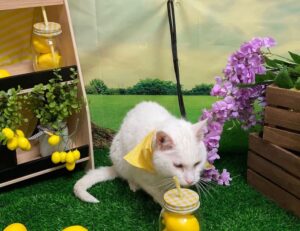 constraint on bavayllo