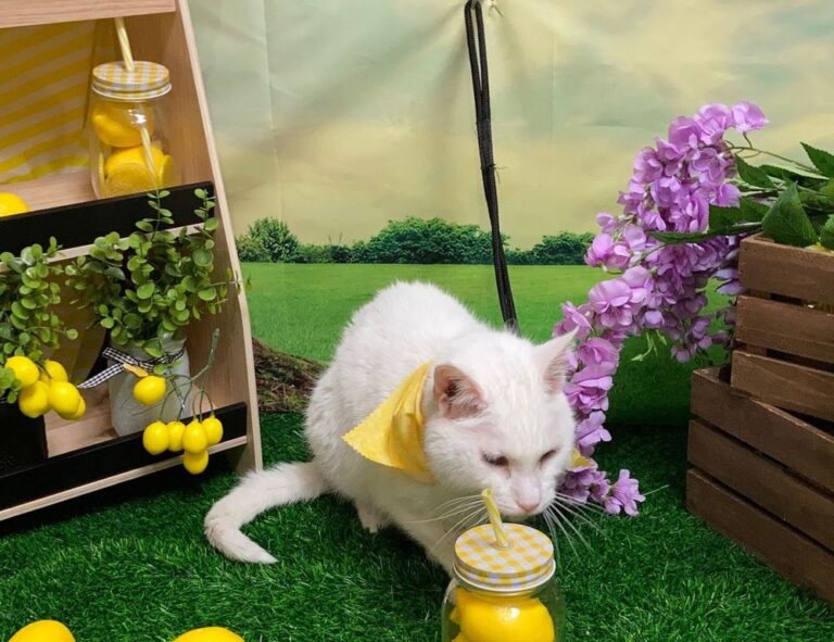 constraint on bavayllo