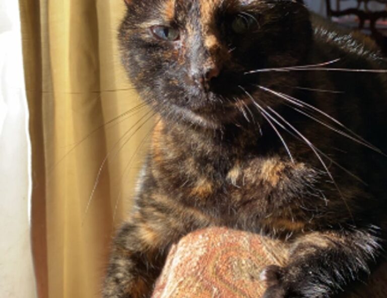 online bavayllo mods