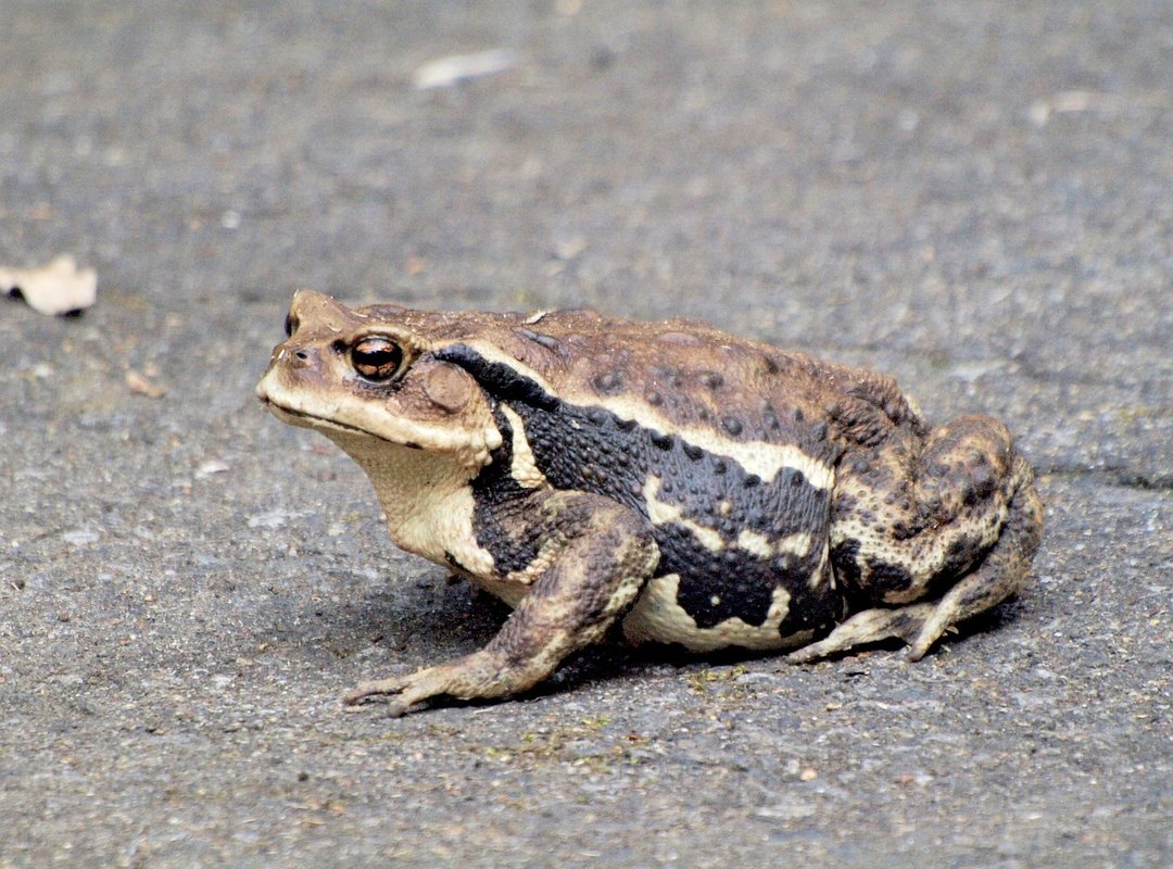 Is It a Virus? How to Assess the Real Security Risk