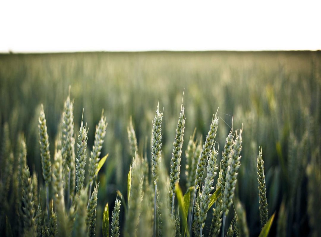 The Meme Lifecycle: How an Emoji Goes Viral