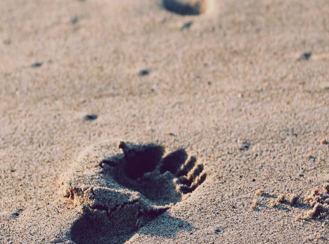 Reading the Label: How to Pick the Perfect Pack of Cotton Candy