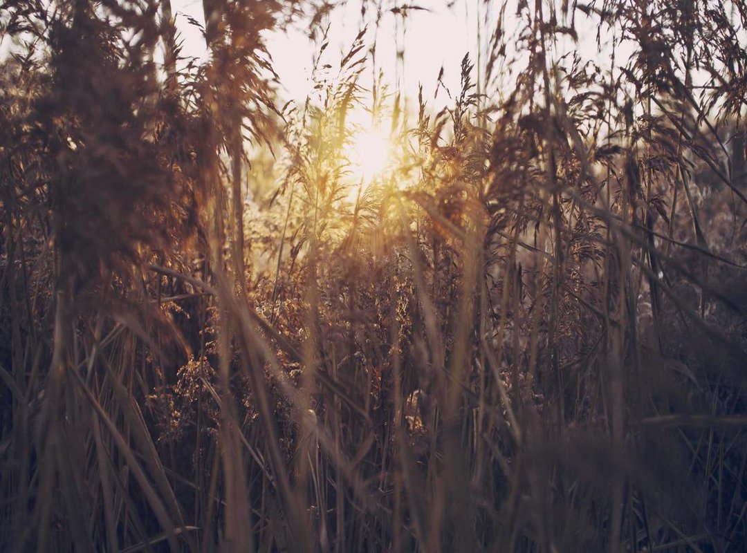 What to Expect: Pain, Cost, and Aftercare